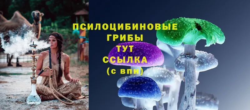 Псилоцибиновые грибы Psilocybine cubensis  Инсар 